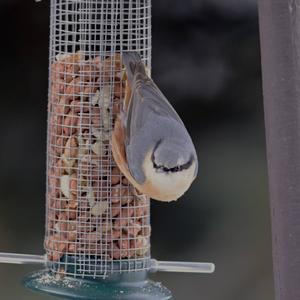 Wood Nuthatch