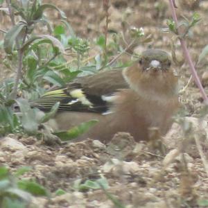 Eurasian Chaffinch