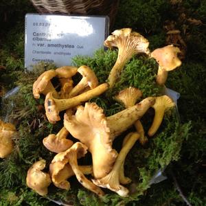 Chanterelle, Common