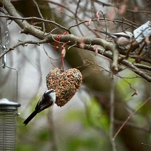 Long-tailed Tit