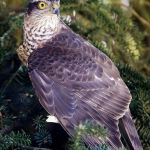 Northern Goshawk