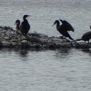 Great Cormorant