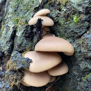 Oyster Mushroom