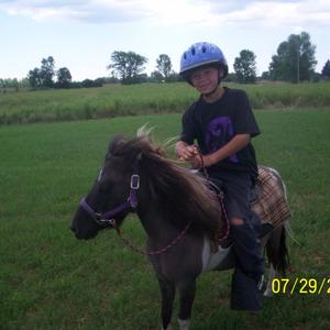 American Miniature Horse