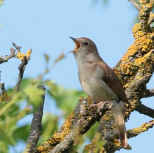 Common Nightingale