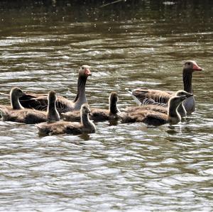 Greylag Goose