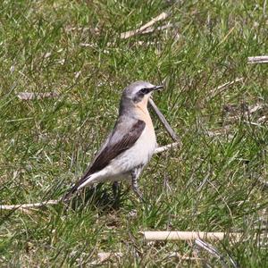 Northern Wheatear