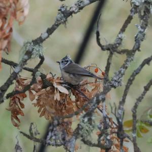 Crested Tit