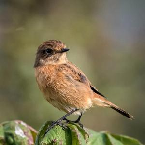 European stonechat