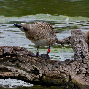 Marbled Teal