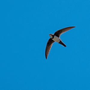 Alpine Swift