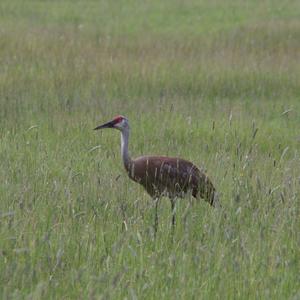 Sandhill Crane