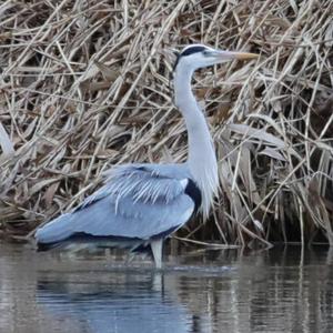 Grey Heron