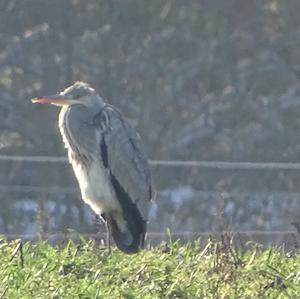 Grey Heron