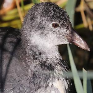 Common Coot