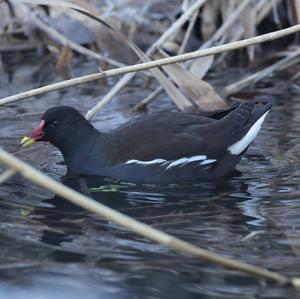 Common Moorhen