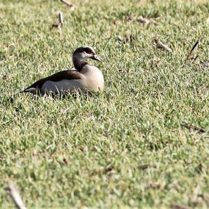 Nilgans