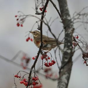 Redwing