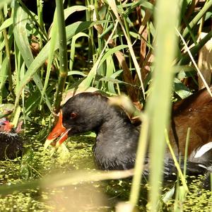 Common Moorhen