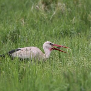 White Stork