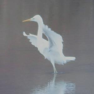 Great Egret