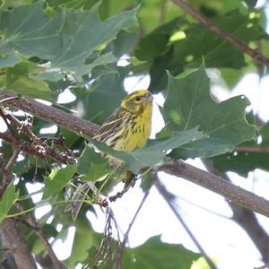 European Serin