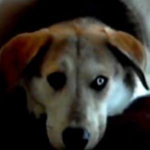 Unknown Breed