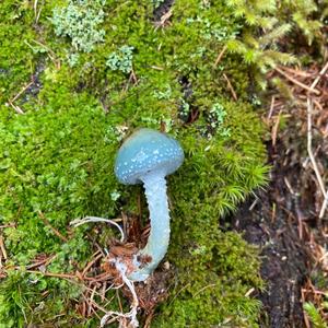 Blue-green Stropharia