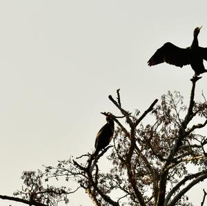 Great Cormorant