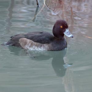 Tufted Duck