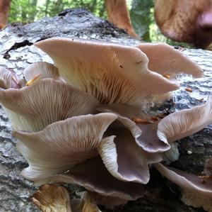 Oyster Mushroom