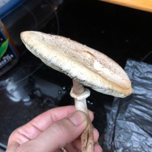 Malodorous Lepiota