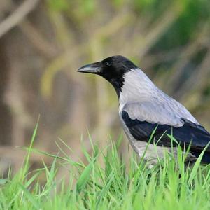 Hooded Crow