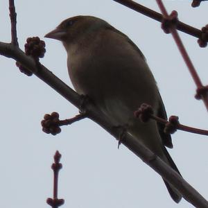 Eurasian Chaffinch