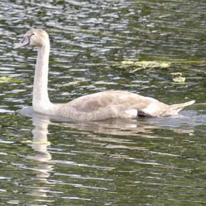 Mute Swan