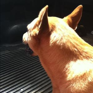 Unknown Breed