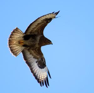 Common Buzzard