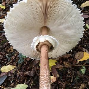 Parasol Mushroom