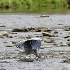 Grey Heron