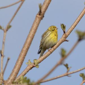 European Serin