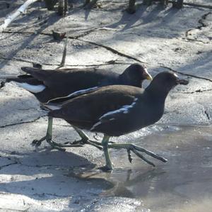 Common Moorhen