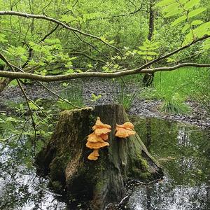 Chicken Mushroom