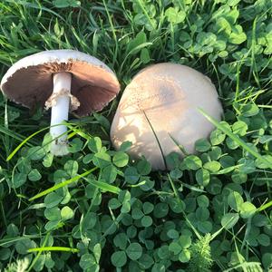 Meadow Agaric