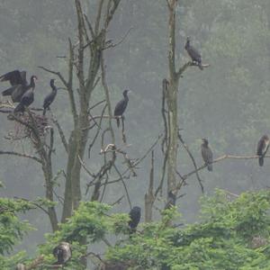 Great Cormorant