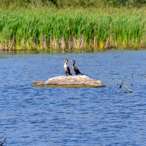 Double-crested Cormorant