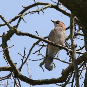 Eurasian Jay