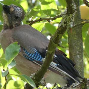 Eurasian Jay