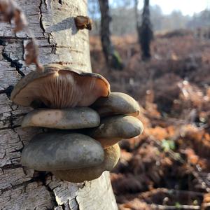 Late Fall Oyster