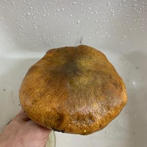 Dotted-stalk Bolete