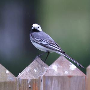 White Wagtail